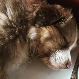 Meet your Posher, Robert